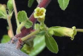 Image result for Commiphora fulvotomentosa