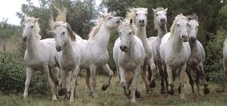 Feng Shui 8 Horses Horses Pretty Horses Beautiful Horses