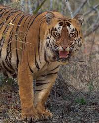 Discovery On Instagram The Smell Of Dead Animal Was Slowly Filling The Air Around Us When We Spotted Some Movement Up Ahe Animals Leopard Painting Wild Cats