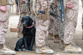 Photo A Military Working Dog And His Marines Military Working Dogs Military Dogs Working Dogs
