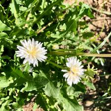 Image result for Taraxacum