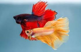Misalnya ikan cupang memiliki panjang kesuluruhan 4 cm, maka ukuran soliternya adalah 4×3 yakni 12 cm. 12 Ikan Hias Kecil Tercantik Untuk Menghiasi Aquarium