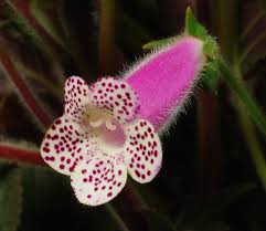 Image result for Kohleria