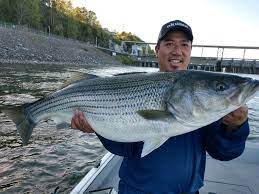 Giant Striped Bass With Tennessee River Monsters Davey S World River Monsters Striped Bass Fishing Tennessee River