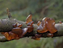 Image result for Exidia sp.