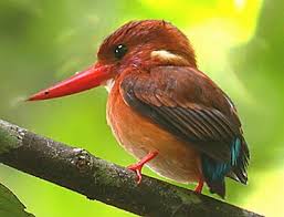Another critically endangered species, the ceyx sangirensis is endemic to indonesia where it is found on the sangihe island, and according to scattered sources. Ml201652351 Sulawesi Dwarf Kingfisher Sulawesi Macaulay Library