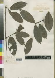 Image result for Rytigynia sp. N