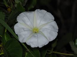 Image result for Ipomoea violacea