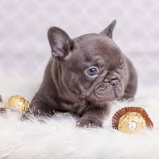 If you are not familiar with the french. Did You Say Chocolate French Bulldog My Baby Girl Chocolate French Bulldog French Bulldog Puppies Bulldog Puppies