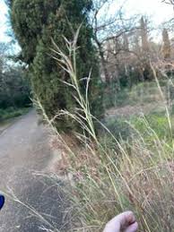 Image result for Hyparrhenia anthistirioides