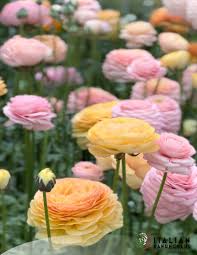 Image result for Ranunculus volkensii