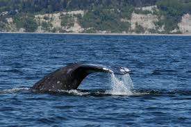 Image result for Warneckea walikalensis