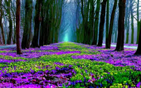 See more ideas about purple, midnight, forest. Purple Forest Forests Nature Background Wallpapers On Desktop Nexus Image 2471546