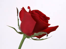 Red roses beautiful hd wallpapers are free for your desktops. Rose Flower Wallpapers Rose Flower Stock Photos