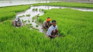 Agriculture (a term which encompasses farming) is the process of producing food, feed, fiber, fuel, and other goods by the systematic raising of plants and animals. Systemic Transformation In Agriculture Must Put The Farmer At The Centre Hindustan Times