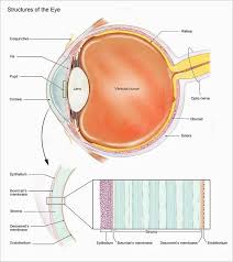 Image result for Cornea