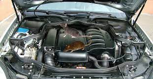 How to keep rodents out of car. How To Protect Your Car From Rats And Mice Rentokil