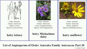 Image result for Haplocarpha scaposa