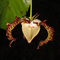 Image result for Strombosiopsis tetrandra