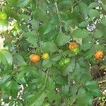 Image result for Cassinopsis ilicifolia