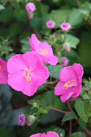 Image result for Pavonia rogersii