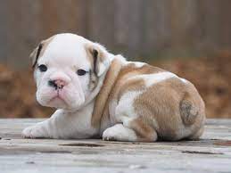 English Bulldog Puppy For Sale In Columbia Mo Adn 70501 On Puppyfinder Com Gender Male Age Bulldog Puppies Bulldog Puppies For Sale English Bulldog Puppy