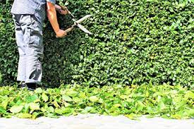 Some mature quickly into dense hedges and others develop with you, over time. Fast Growing Hedges For Privacy Instanthedge Blog