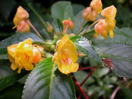 Image result for Balsaminaceae