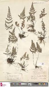 Image result for Aleuritopteris welwitschii