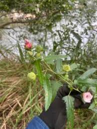 Image result for Pavonia senegalensis