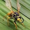 Female carpenter bees, like all female bees, do have a stinger, but they will only sting if severely agitated. 1