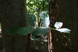 Image result for Millettia stuhlmannii