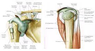 Shoulder radiology & anatomy at usuhs.mil. Shoulder Bursitis Physiopedia