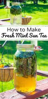 How To Make Fresh Mint Sun Tea Just Water Fresh Mint Sunshine Recipe Mint Drink Sun Tea Recipes Mint Tea Recipe