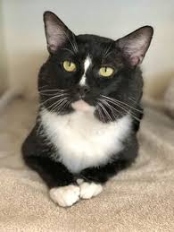 Maybe you would like to learn more about one of these? 39 Cats For Adoption Ideas Cats Eatontown Spca