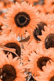 While flowers most certainly still exist, few take the the latter is obviously not possible to experience through a computer screen, but we hope that the beauty of the flowers in the collection is enough to. Beautiful Flower Wallpaper Beautiful Flowers Wallpapers Beautiful Flowers Hd Wallpapers Black Roses Wallpaper