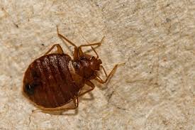 What Are These Bugs That Look Like Bed Bugs In My Home