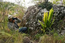 Image result for Asplenium holstii