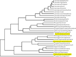 Image result for Lannea antiscorbutica