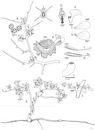 Image result for Caesalpinia glandulosopedicellata