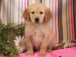 Love Keystone Puppies Puppies For Sale Health Guaranteed Golden Retriever Keystonepuppies Golden Retriever Puppies Retriever