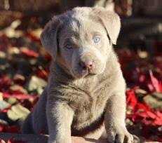 They are of high quality and good temperament. Labrador Retriever Puppies For Sale Paisley Jane Labs
