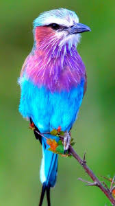 Bird Mobile Phone Wallpapers 240x320 Hd Wallpaper For Phones Free Beautiful Birds Pretty Birds Pet Birds