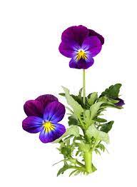 Pansy Purple Pansy Flower Plant Isolated On White Sponsored Ad Ad Purple Isolated White Pansy Pansies Flowers Pansies Purple Pansy