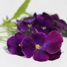 images?q=tbn:ANd9GcQggVIin8QTXi4puDBeMlSz8M-C7-Zze_p06g&s