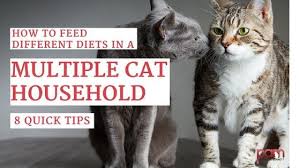 How To Feed Different Diets In A Multiple Cat Household 1 Different Diets Cat Diet Cat Parenting