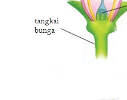 Dalam sebuah bunga terdapat beberapa bagian penting seperti. 10 Bagian Bagian Bunga Beserta Fungsinya Disertai Gambarnya Weschool Id