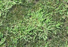Amazon.Com : Bonide (Bnd307) - Weed Beater Ultra, Ready To Use Weed Killer  (32 Oz.) (Pack Of 2) : Patio, Lawn & Garden