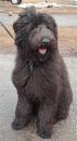 The German Shepherd Poodle Mix a.k.a. the Shepadoodle ...