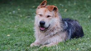 Mimpi anjing datang ke rumah. Arti Mimpi Memelihara Anak Anjing Pertanda Saat Ditimpa Masalah Masih Ada Teman Membantu Tribunnewsmaker Com